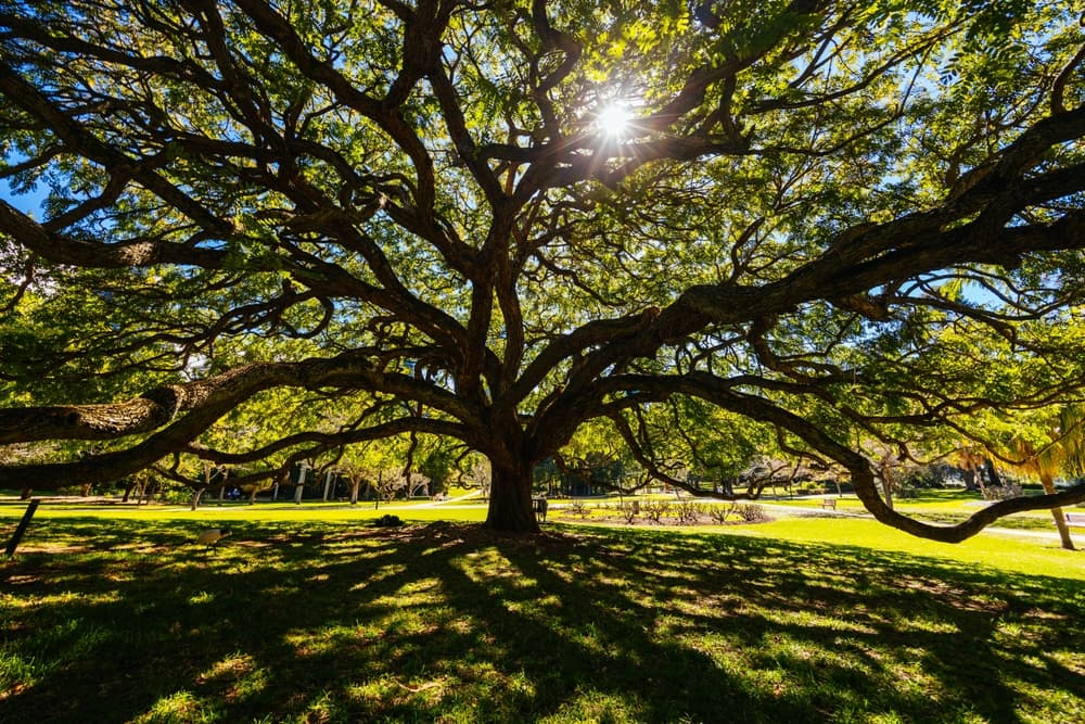 A sprawling heritage fig tree in Brisbane's City Botanic Gardens, backlit by the sun.